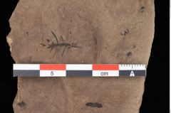 Foto (Detailansicht) von Glyptostrobus ungeri Heer (NHMW-GEO-2024-0188-0188)